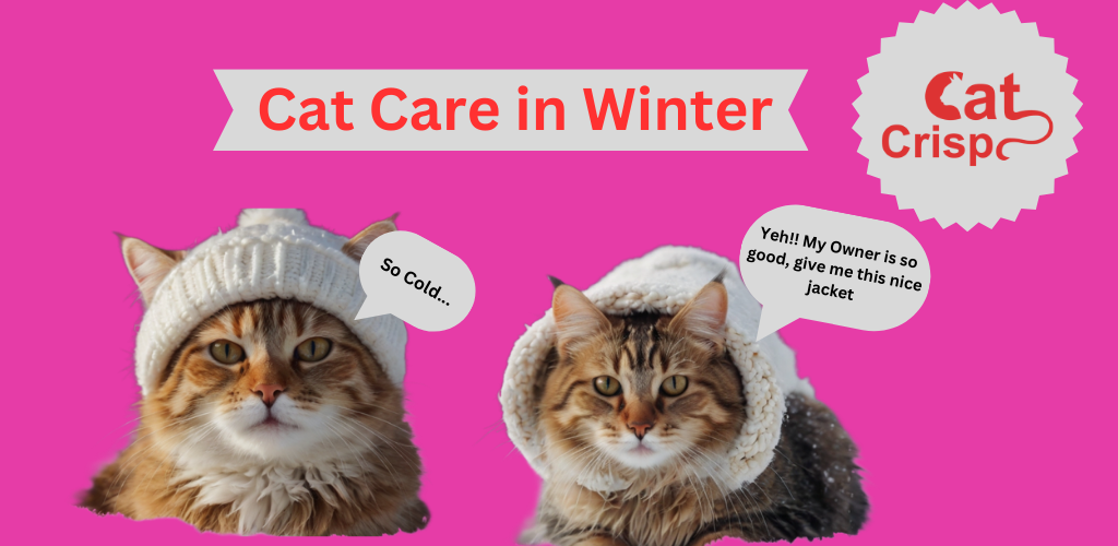 cat care in winter