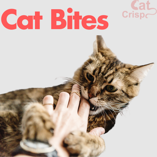 cat bite treatment home remedy