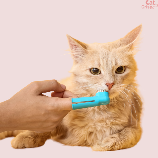 cat teeth cleaning methods