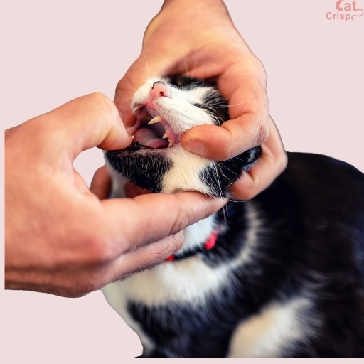 cat teeth cleaning methods