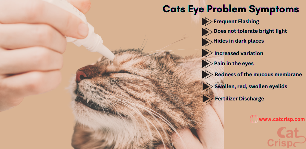 cat eye diseases – Symptoms and Care