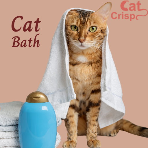 how to bathe a cat at home