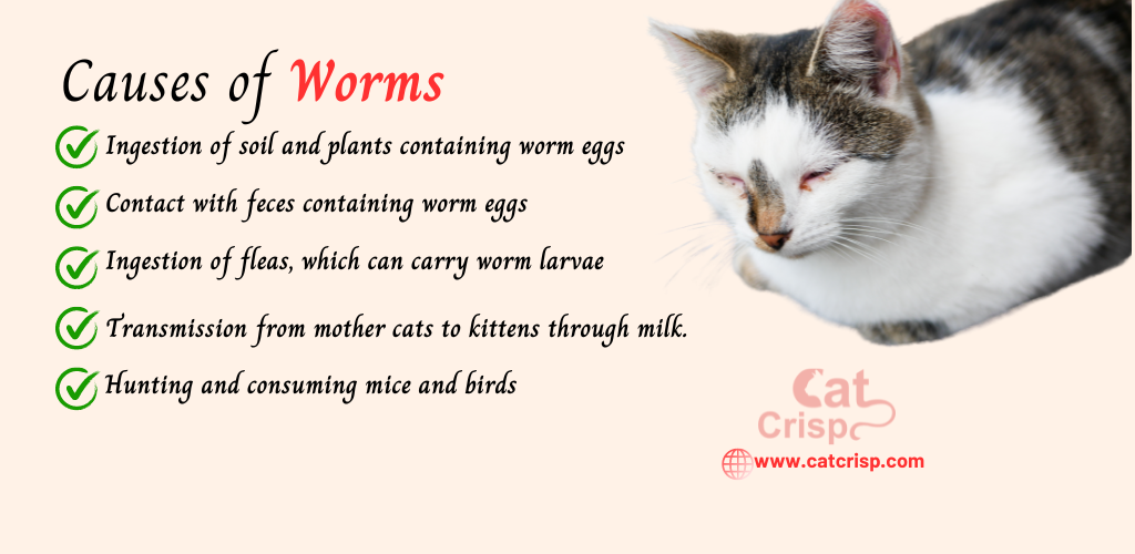 home remedy for cat worms