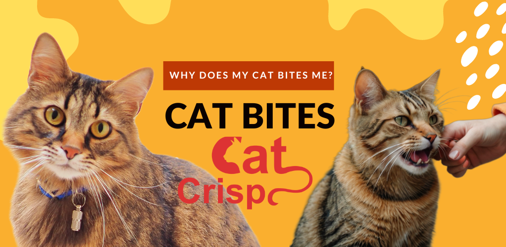 cat bites