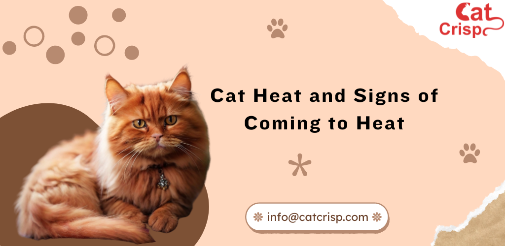 How To Know When Cats Are in Heat