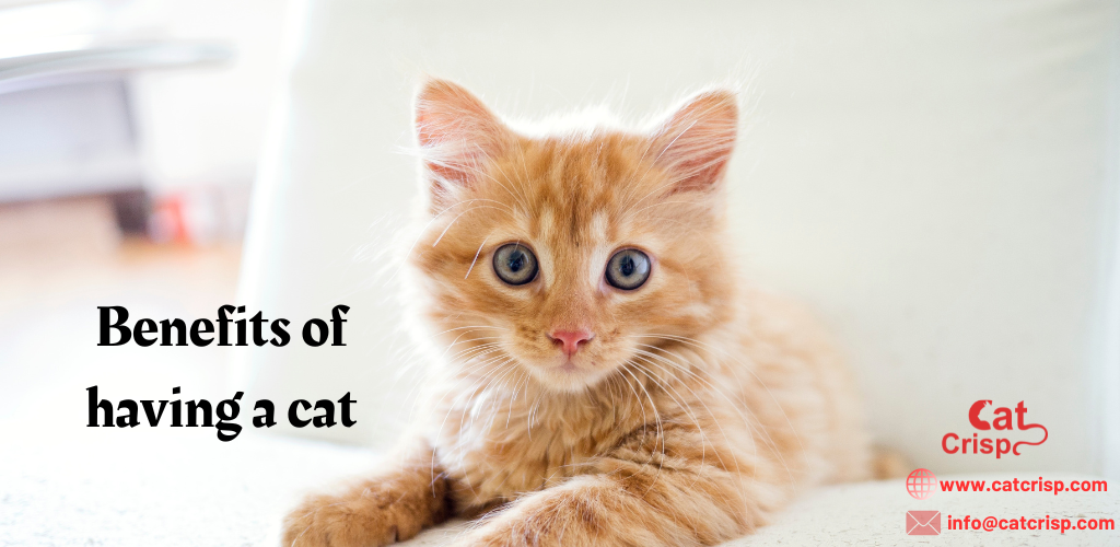 Benefits of having a cat