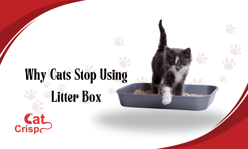 why do cats stop using the litter box