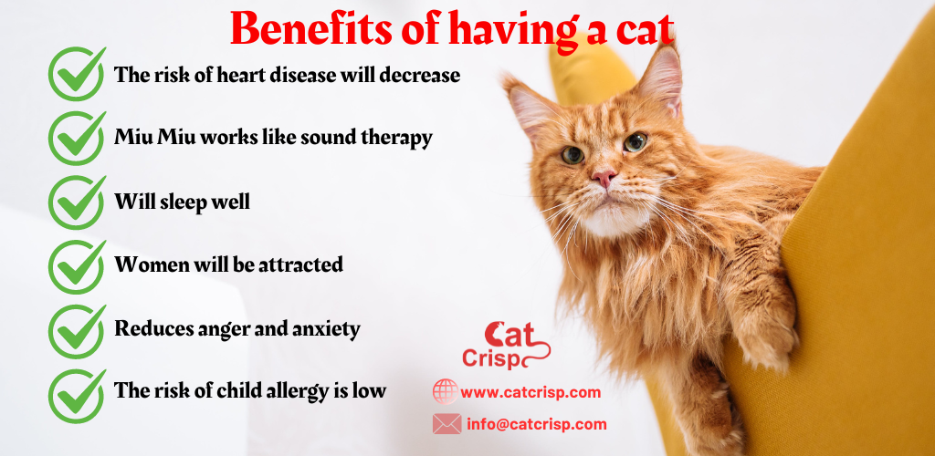 Benefits of having a cat