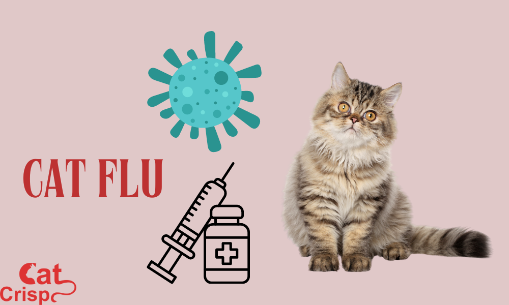 Cat Flu Symptoms and Treatment