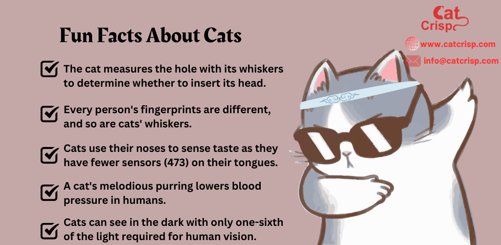 10 fun fact about cats