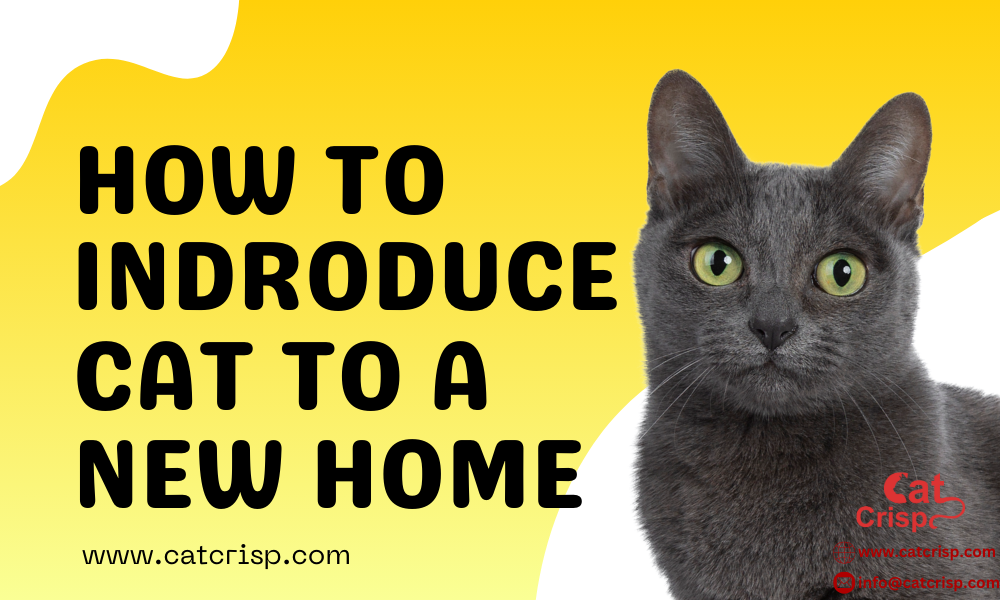 how to introduce a cat to a new home