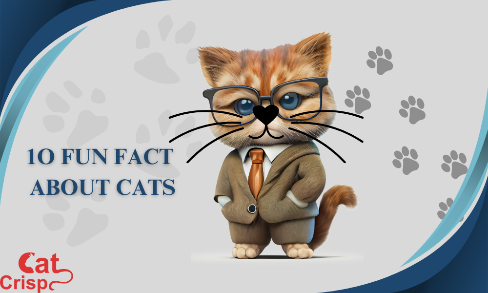 10 fun fact about cats