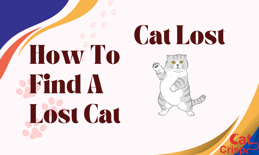 how to find a lost cat