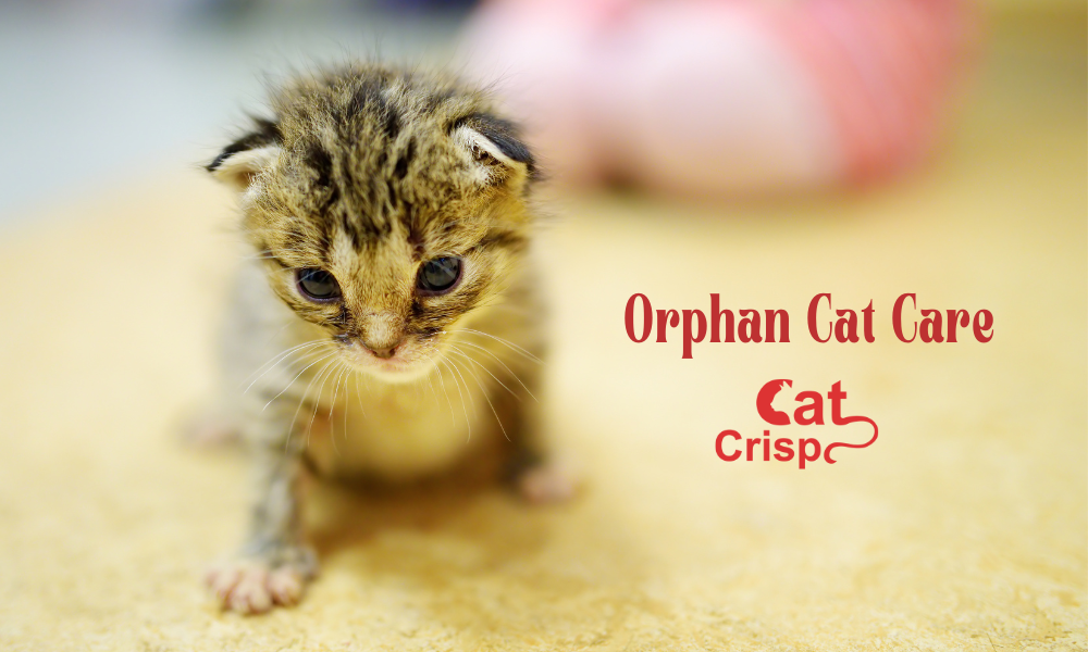 Orphan Kitten Care