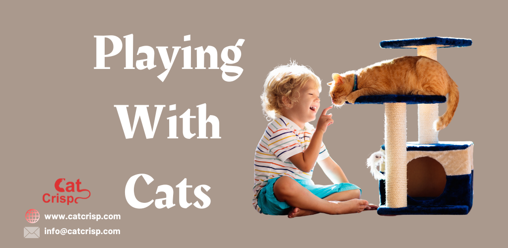 how to play with cats