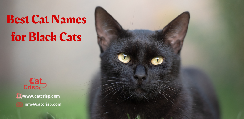 Best Cat Names for Black Cats