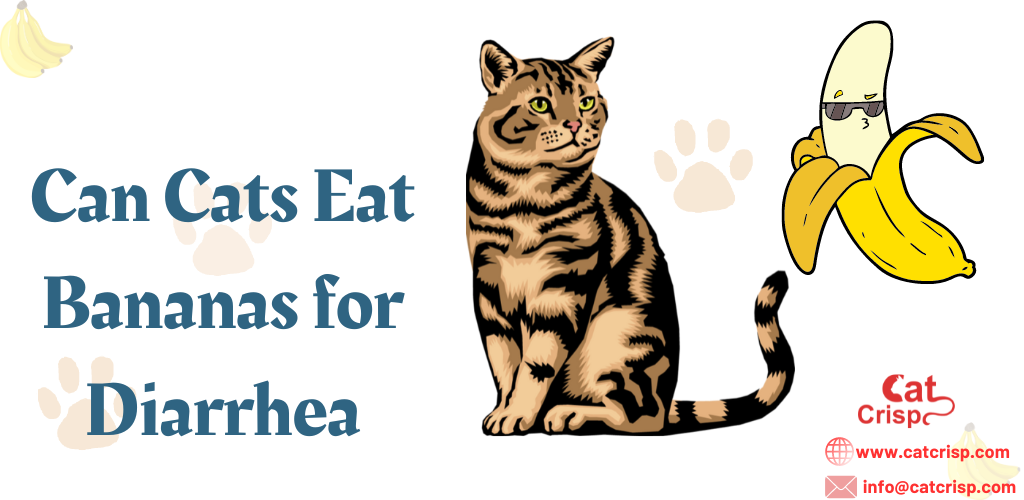 Can Cats Eat Bananas for Diarrhea