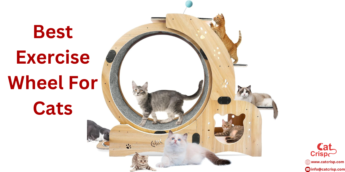 best cat exercise wheel