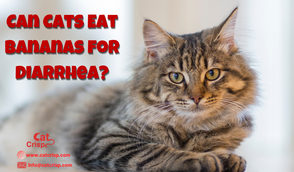 can cats eats bananas for diarrhea