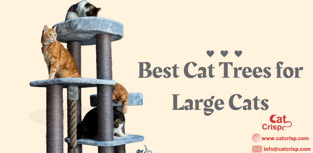 best cat tree for large cats