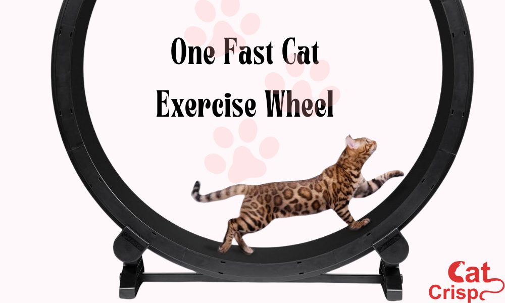 best cat exercise wheel