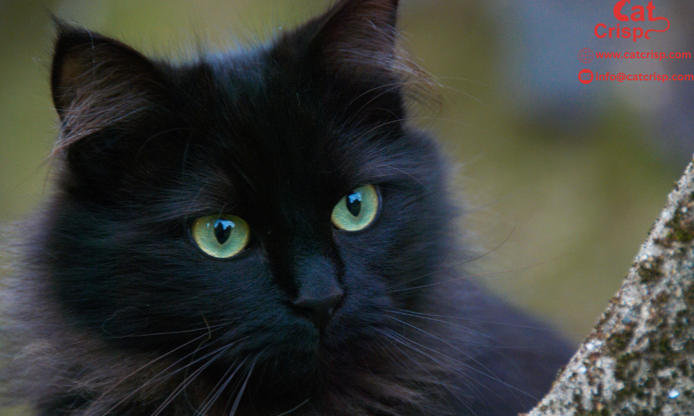 best cat names for black cat