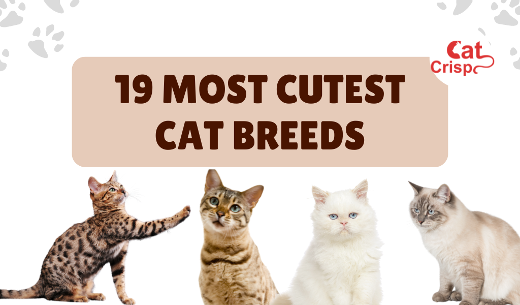 Cutest Cat Breeds