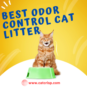 Best Odor Control Cat Litter