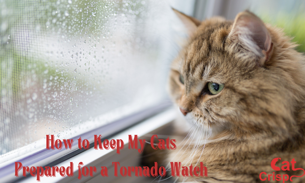 How to Keep My Cats Prepared for a Tornado Watch