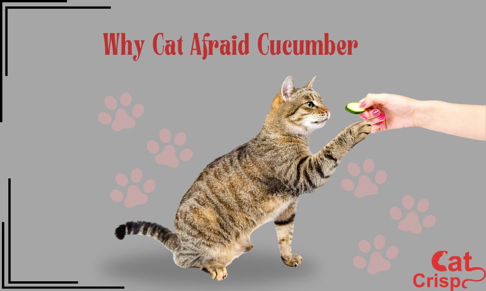 why are cats afraid of cucumbers