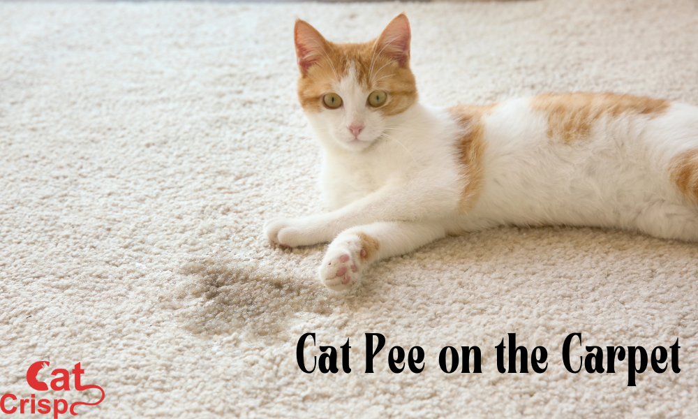 Best Way to Remove Cat Urine Smell from Carpet