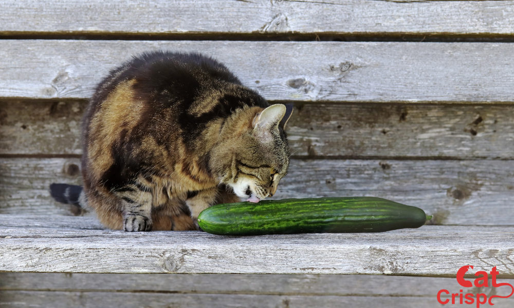 why are cats afraid of cucumbers