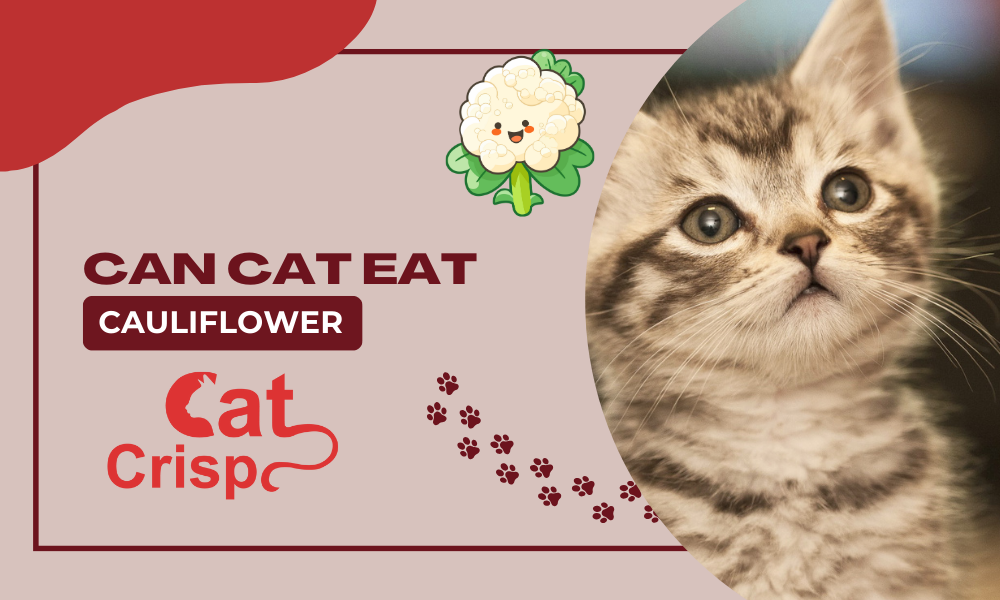 can cats eat cauliflower