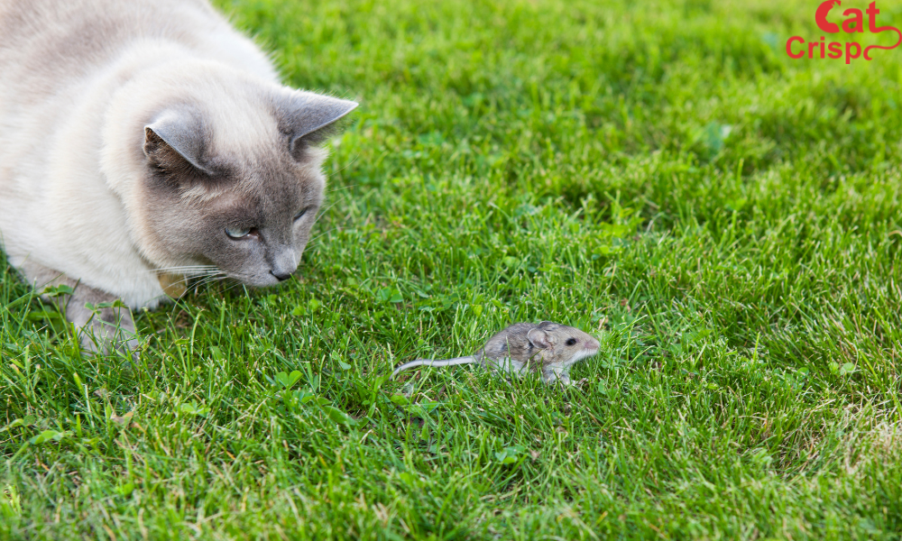 how to get a mouser cat