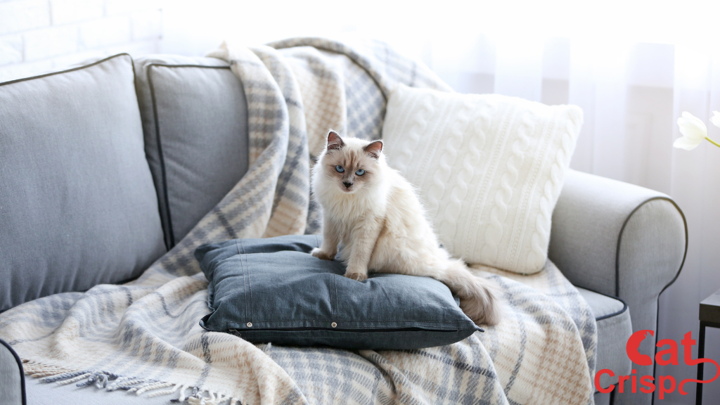 how to protect leather from cats