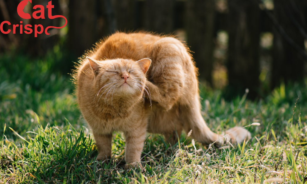 how to take care of an outdoor cat