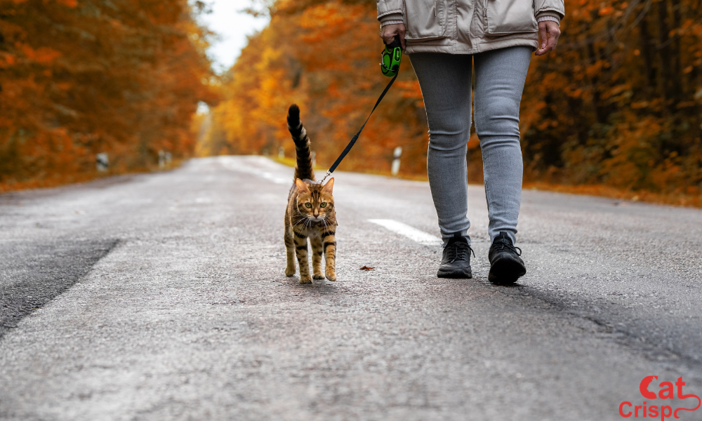 Canada - Best Places to Travel Internationally with a Cat