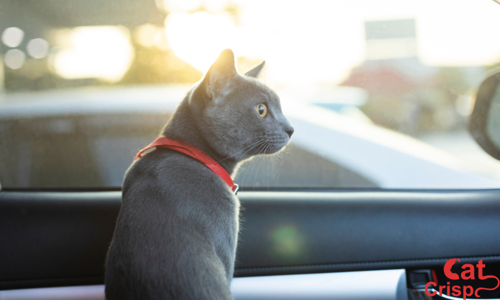 how to get cat pee smell out of a car