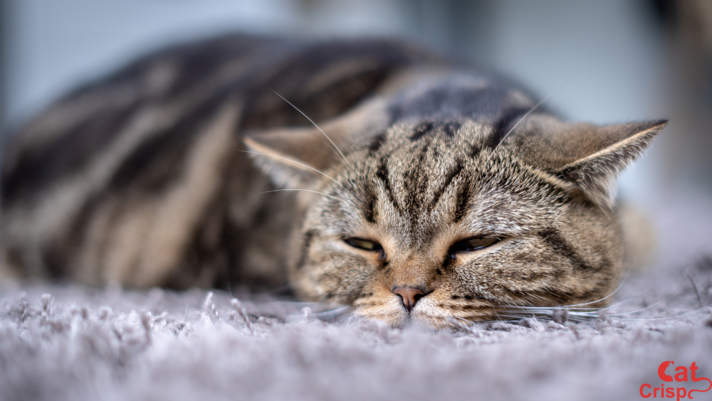 natural allergy relief for cats