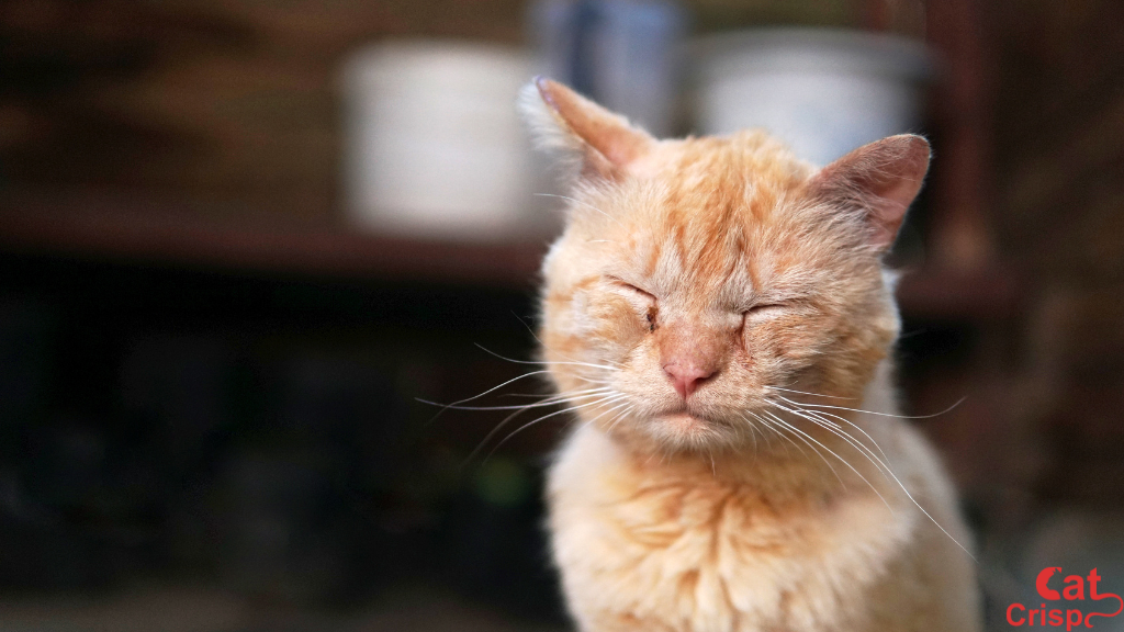 natural allergy relief for cats