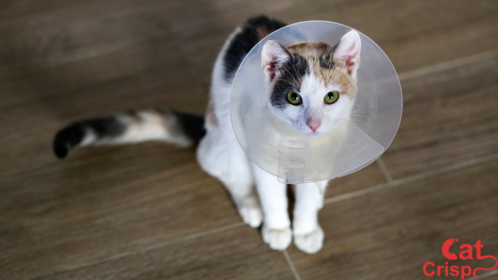 Why My Cat Not Eating 5 Days After Surgery?