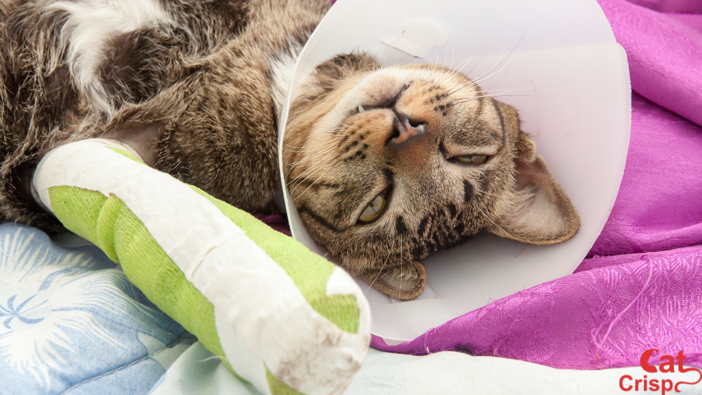 How To Tell If Cats Leg Is Broken [6 Effective Signs]