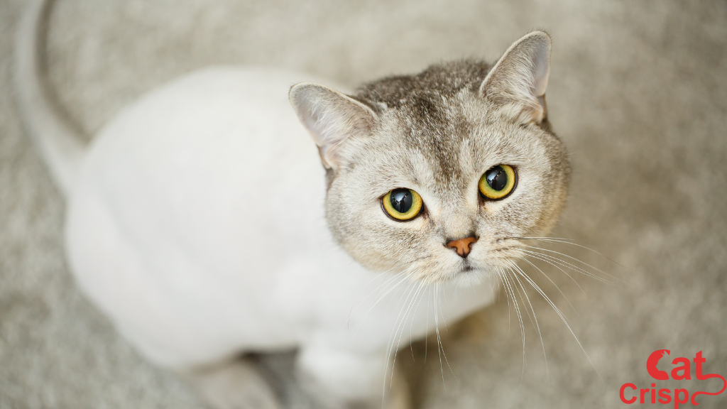 How to Give a Teddy Bear Cat Haircut for My Cat