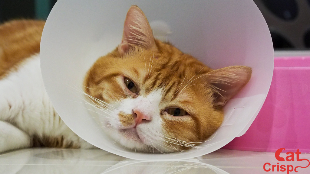 Why My Cat Not Eating 5 Days After Surgery?