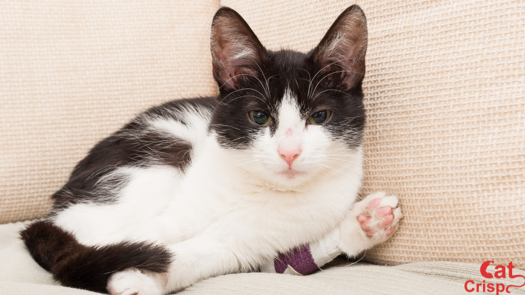 How to Tell if Cats leg is Broken [6 Effective Signs]