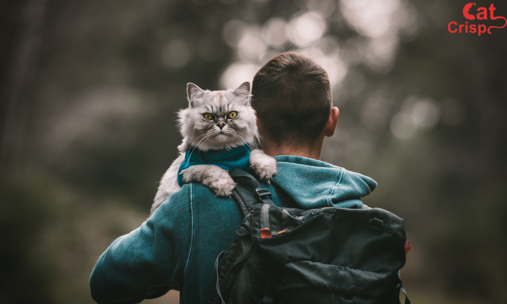 Best Places to Travel Internationally with a Cat