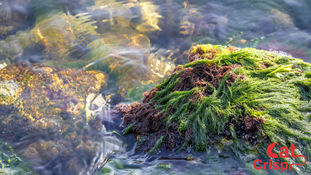 Do Cats Like Sea Moss