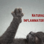 Natural Anti Inflammatory for Cats