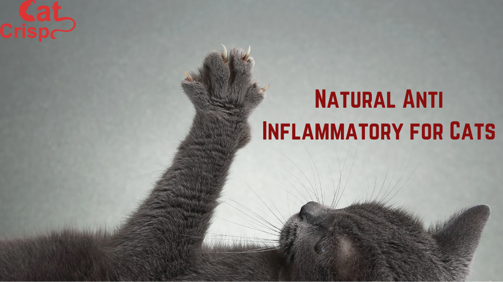 Natural Anti Inflammatory for Cats